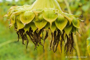 Sunflower Dead