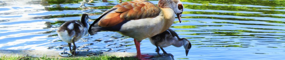 mrs egyptian goose and kids cp