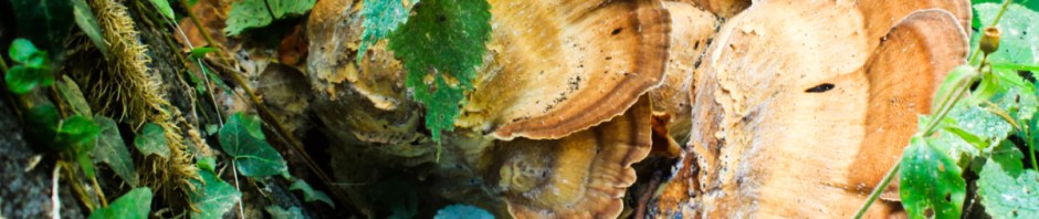 Sunday Fungi 22 March