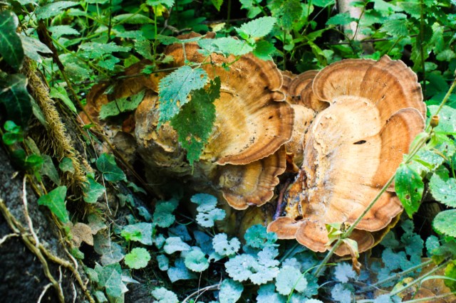 Sunday Fungi 22 March