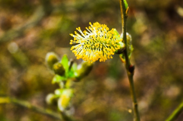 Pussy Willow in Flower