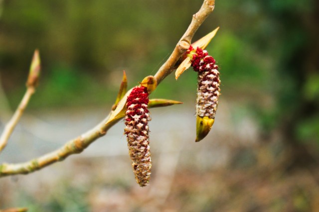 black poplar catkins