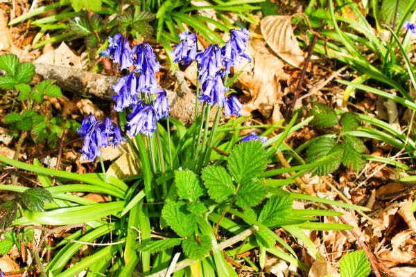 bluebells