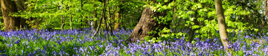 Bluebell woods