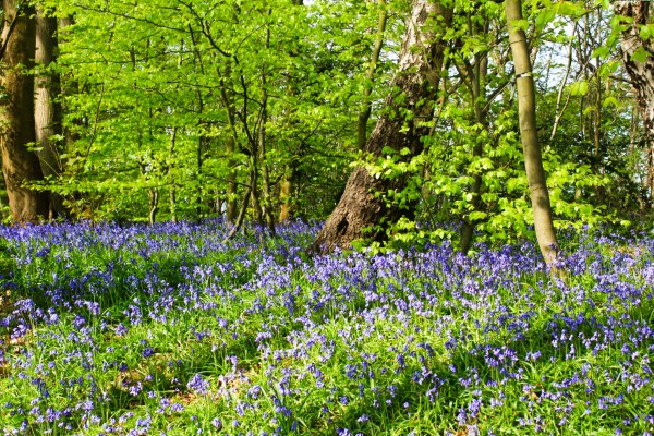 Bluebell woods