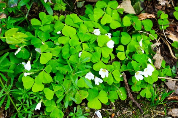 wood sorrel