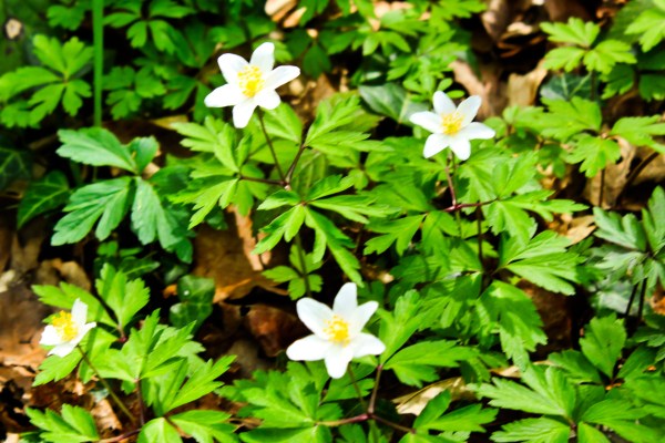 wood anemone
