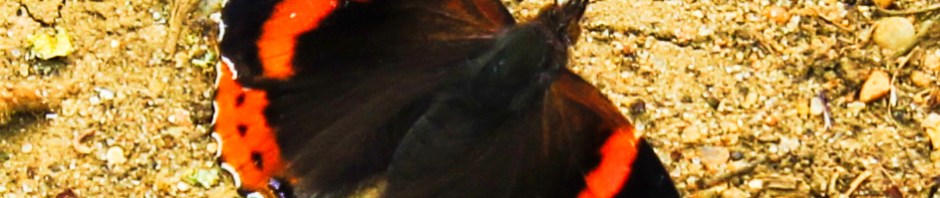 Butterfly Vulnerable