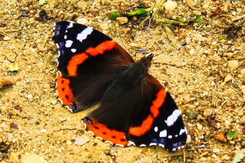 Butterfly Vulnerable