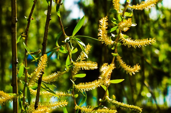 Seldom Noticed Weeping Willow Catkins