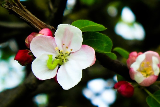 wayside apple blossom