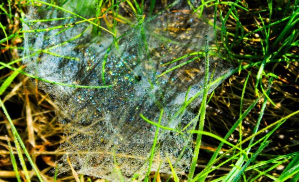 Spider's Web