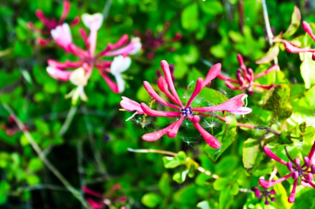 honeysuckle