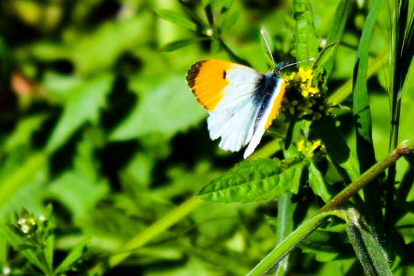 Orange Tip Butterfly