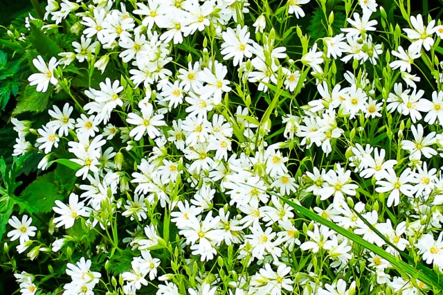 Stitchwort