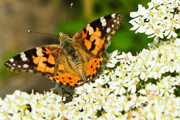 Painted Lady
